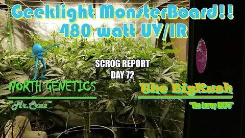 "Feeling Scroggy" S2 EP12 / #Geeklight LED / #NorthGenetics👽 Mr.Cruz / #TheBigKush 🏄‍♂️ Leroy Bx75