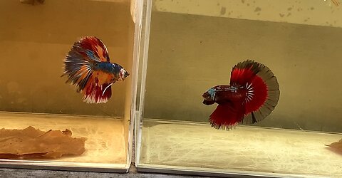 Lift off ! AOC - Multi Color Halfmoon bettas