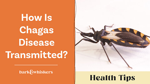 How Is Chagas Disease Transmitted?