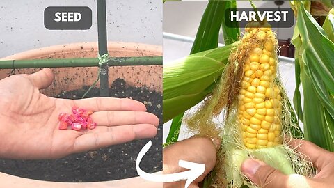 Growing Corn in Containers , From Seed to Harvest