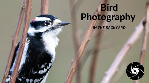 Bird photography