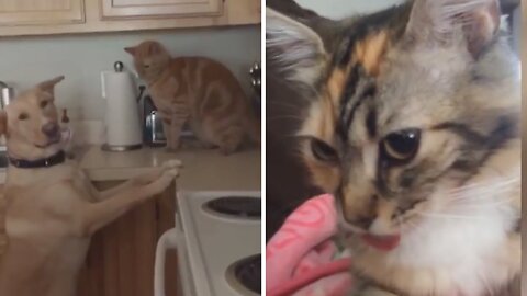 Cats will MAKE YOU laugh and HEAD OFF- Funny CAT compilation