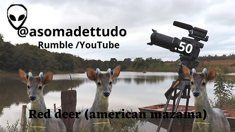 Red deer (american mazama)-Brasil