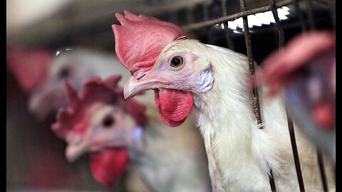 Animal Rights Activist Facing Jail Time for Stealing Chickens and Ducks From Farms