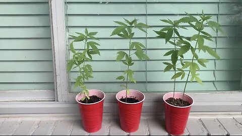 How To Grow Weed For Free!!