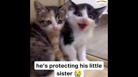 Sweet cat look how angry🥱😮 trending video