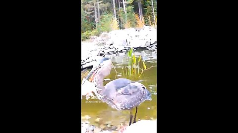 heron eating, fish from New pond!