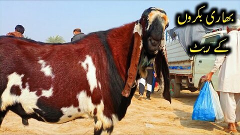 Eid day in Pakistan || qurbani ka janwar