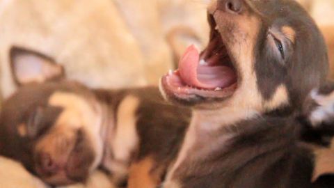 Sleepiest Puppies Ever! Silent Night (puppy edition)