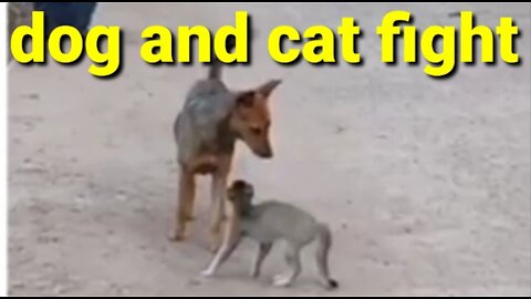 dog and cat fight