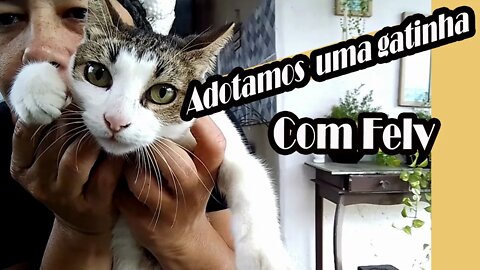 Adotamos mais um gato com felv #familiaflima