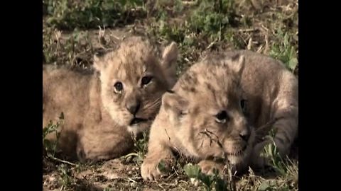 3 New Baby Lioncubs