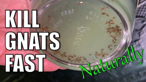 KILL Gnats Naturally