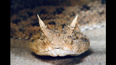 5 Fun Facts About The Desert Horned Viper