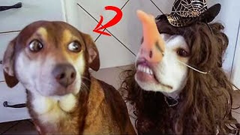 Funniest Animals Video - Funny Dogs And Cats - Try Not To Laugh Animals 2022 #17 #funny #animals