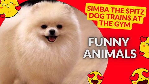 Spitz Simba trains dogs