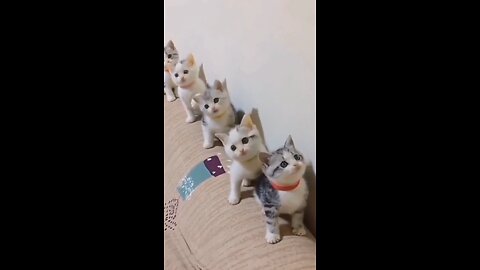 little cats making music