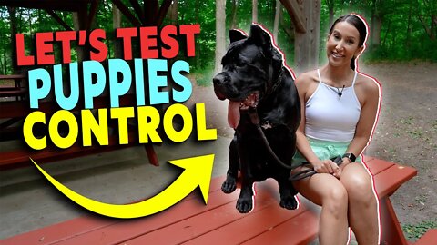 Let's Test Puppies Control #pets #viral