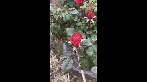 Miss Maria’s Roses