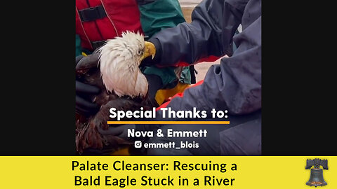 Palate Cleanser: Rescuing a Bald Eagle Stuck in a River