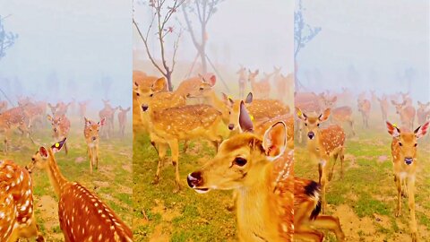 Beauty of Nature | Early Foggy morning a group of deer are walking in the forest