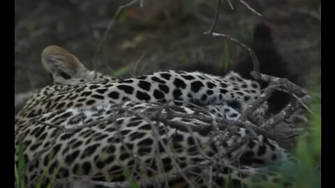 Honey Badger Saves Baby from a Leopard