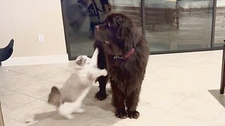 Ragdoll adorably attacks everyone in the house