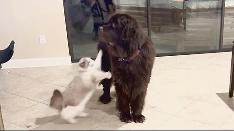 Ragdoll adorably attacks everyone in the house