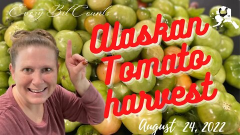 Alaska Tomato Harvest | Picking Green Tomato’s | #everybitcountschallenge | grain update