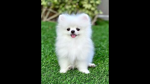 Cute white miniteacup Pomeranian puppy