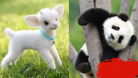 Cute baby animals Videos Compilation cute moment of the animals - Cutest Animals On Earth #2