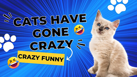 CATS HAVE GONE CRAZY | FUNNY CATS and DOGS & other ANIMALS 2024