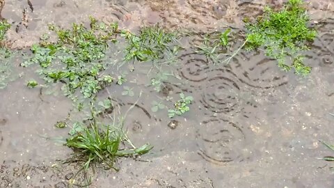 Lluvia mansa en el Bulevar Rodríguez Correa, Tacuarembó, Uruguay (23/10/21)