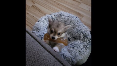 Skye the Alaskan Klee Kai