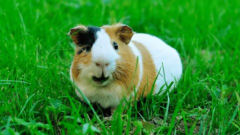 Guinea Pig ASMR | Relaxing Sounds of Happy Guinea Pig Science | Heartwarming Moments with Guinea Pig