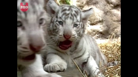 White Tiger Cubs