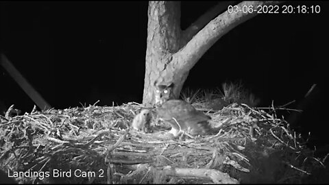 Dad Delivers Cedar Waxwing to The Nest-Cam Two 🦉 3/6 /22 20:17