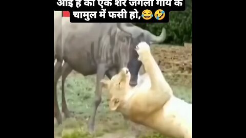 gau ko ab gau samajh ke panga na lo