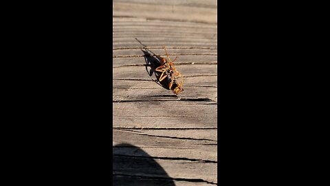 Dying wasp. Rip.