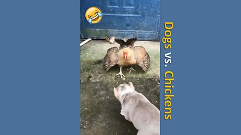 Funny Dogs vs. Chicken Compilation - Short Video 1