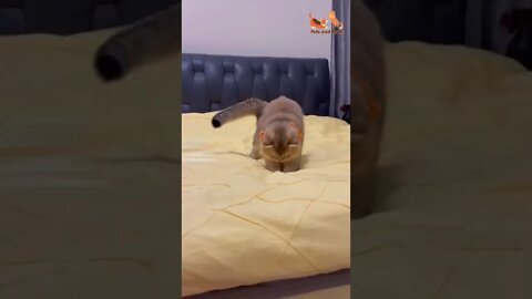 Adorable cute kitten playing on the bed #Petsandwild #cats2022 #babycat