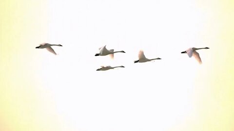 Slow Motion Swans Flying in Morning Sun