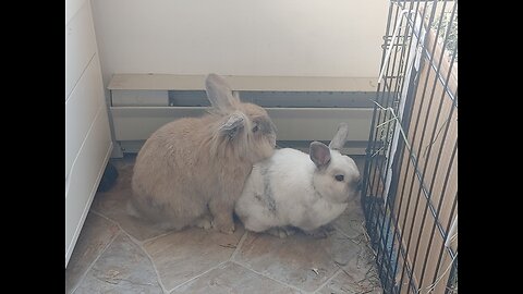 Starting the Bunny Bonding Process