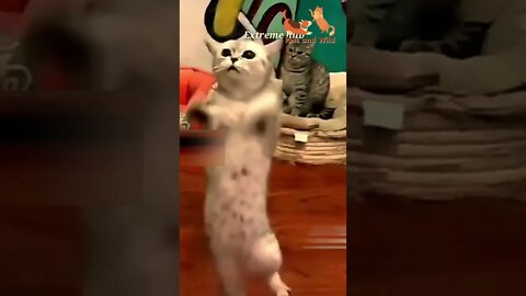 Funny Cats - Cute and Funny Cats Reaction Videos Compilation #28 | Pets and Wild