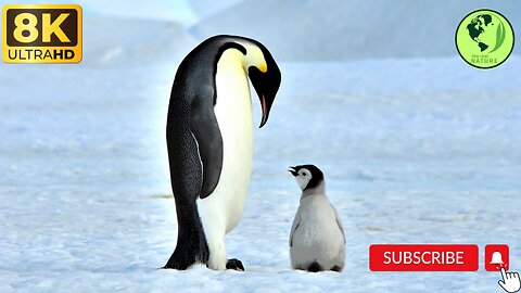 Antarctica..!! Penguin colony on the shore..!!nature penguin..!! Ice Fishing..!! Baby penguins..!!.