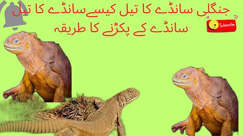 #sanda kaise pakrty han#how to catch sanda animal#sanda ka tel faida data hai!oil Benefits#newvideo