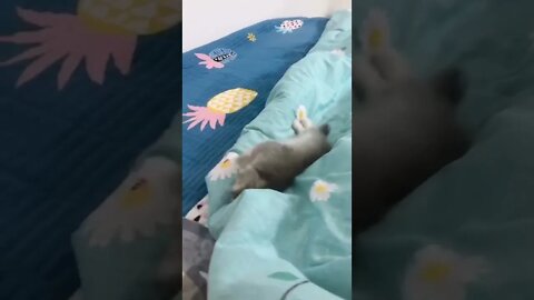 FUNNY CUTE PUPPY - Tiktok Compiled #Shorts