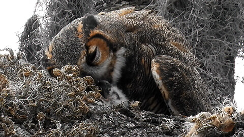 Owl Momma Feeds Baby