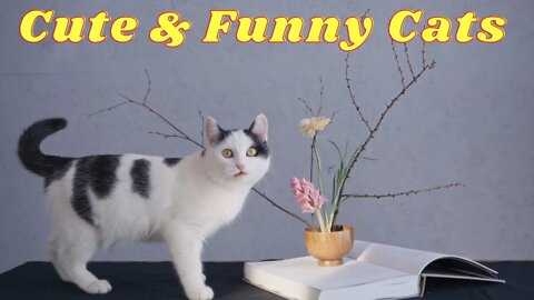 😂 😻 Funny & Cute kittens & Cats Compilation 😹