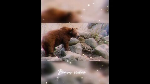 Bear short video,#shorts,#bear,#bearfood,#animal,#animallover,#bearvideo